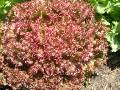 Lettuce - Red Coral 